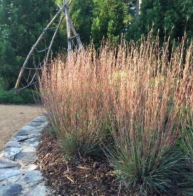 Carousel Little Bluestem - Schizachyrium Scoparium