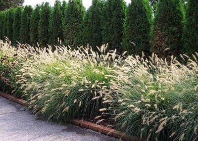 Dwarf Fountain Grass &#39;Hamlen&#39;