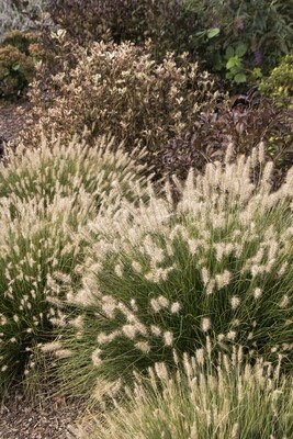 Fountain Grass Minature 'Little Bunny' - Pennisetum Setaceum