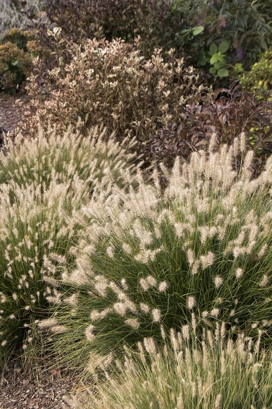 Fountain Grass Minature &#39;Little Bunny&#39; - Pennisetum Setaceum