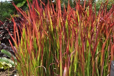 Japanese Blood Grass - Imperata Cylindrica