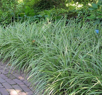 Japanese Sedge Grass &#39;Ice Dance&#39; - Carex