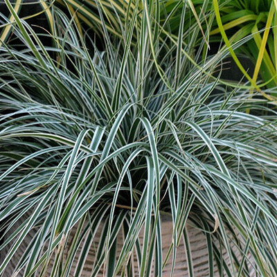 Japanese Sedge &#39;Silk Tassle&#39; - Carex Morrowii
