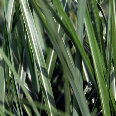 Maiden Grass &#39;Fat Cat&#39; - Miscanthus