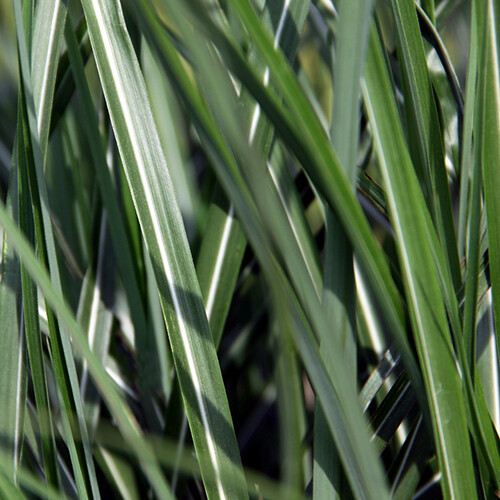Maiden Grass &#39;Fat Cat&#39; - Miscanthus