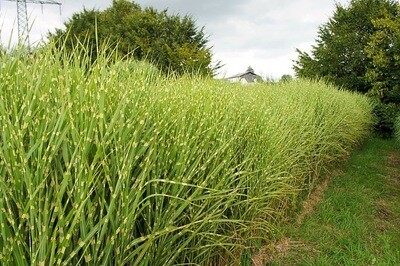 Maiden Grass &#39;Gold Breeze&#39; - Miscanthus