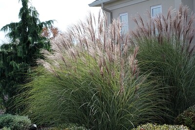 Maiden Grass &#39;Gracillimus&#39; - Miscanthus