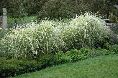 Miscanthus 'Variegated'
