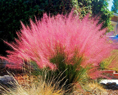 Muhly Grass  'Pink' - Muhlenbergia