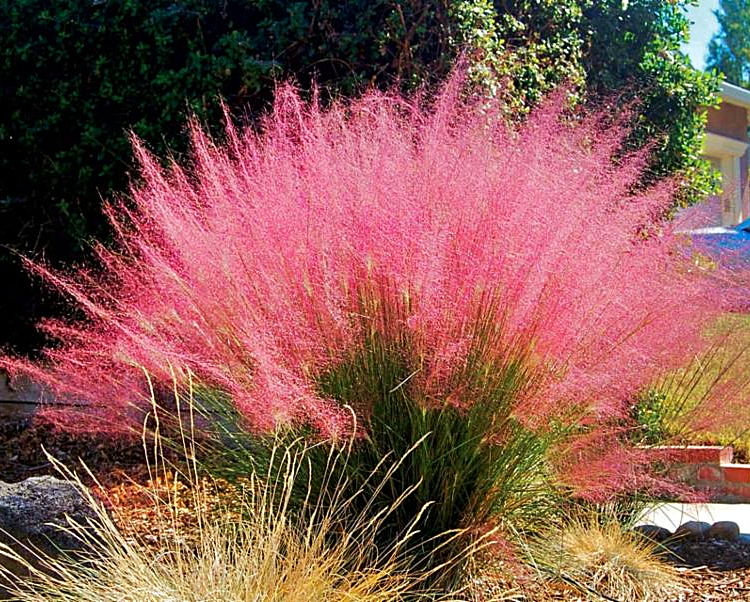 Muhly Grass  &#39;Pink&#39; - Muhlenbergia