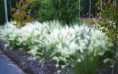 Muhly Grass 'White Cloud' - Muhlenbergia