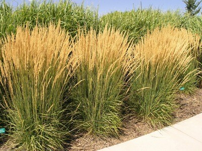 Reed Grass  &#39;Feather Fabulous&#39; - Phragmites