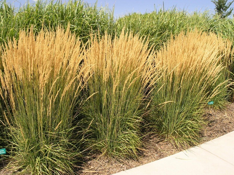 Reed Grass  &#39;Feather Fabulous&#39; - Phragmites