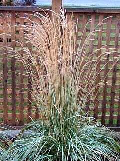 Reed Grass 'Avalanche' - Phragmites