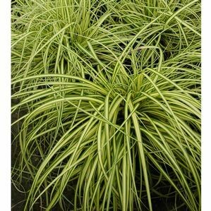 Sedge Grass &#39;Gold Strike&#39; - Carex