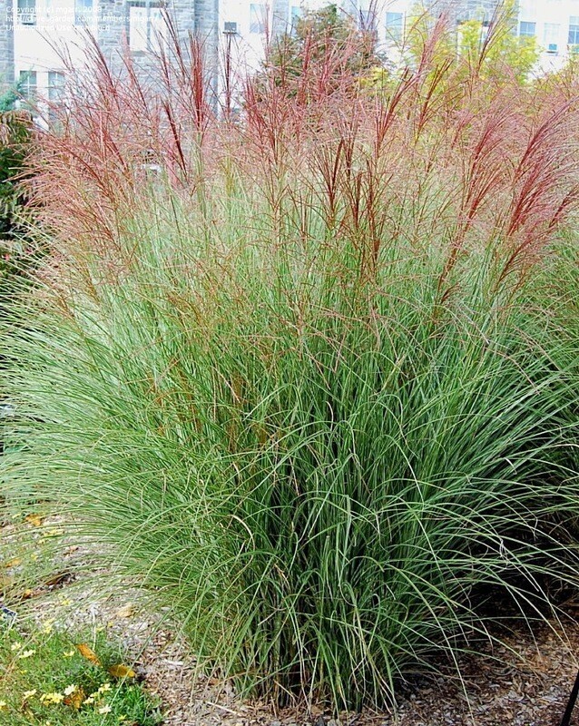 Silver Maiden Grass &#39;Morning Light&#39; - Miscanthus