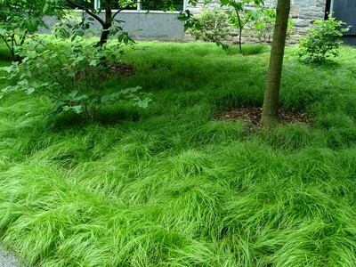 Sedge grass &#39;Pennsylvania&#39; - Carex