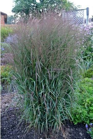 Switch Grass &#39;Prairie Winds ‘Apache Rose’&#39;