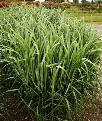 Sterile Maiden Grass &#39;My Fair Maiden&#39; - Miscanthus