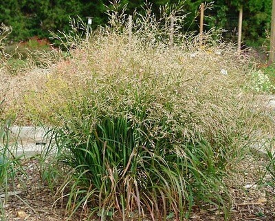 Switchgrass 'Cape Breeze' - Panicum Virgatum