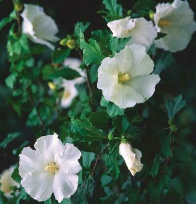 Rose of Sharon &#39;Diana&#39; - Hibiscus Syriacus