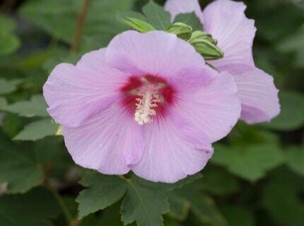 Rose of Sharon &#39;Full Blast&#39; - Hibiscus Syriacus