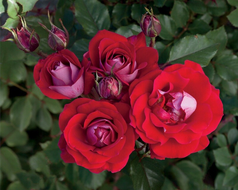 Rose &#39;Take It Easy&#39;