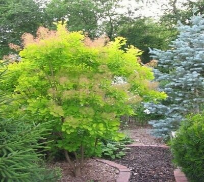Smokebush &#39;Golden Spirit&#39; - Cotinus Coggygria