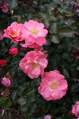 Rose &#39;Oso Easy ‘Pink Cupcake’&#39;