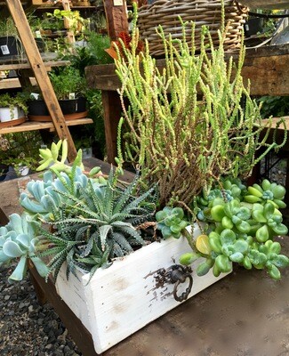 Succulent Planter &#39;White Dresser Drawer&#39;