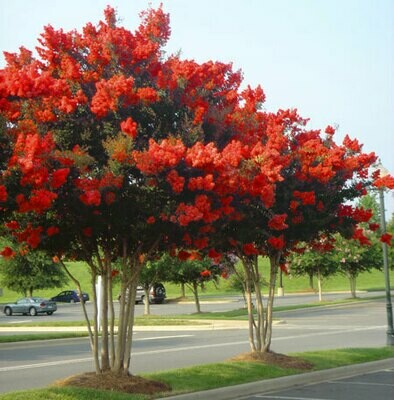 Crape Myrtle &#39;Red Rocket&#39;