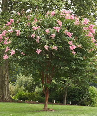 Crape Myrtle &#39;Osage&#39;