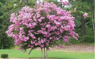 Crape Myrtle &#39;Rhapsody in Pink&#39;