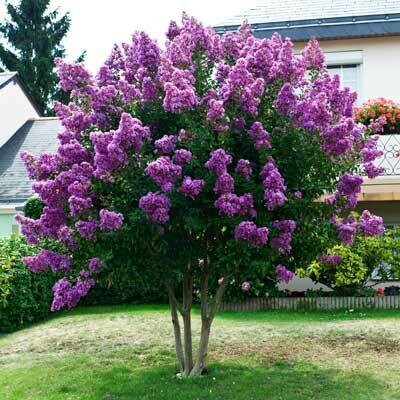 Crape Myrtle &#39;Purple Magic&#39;
