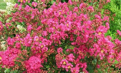 Crape Myrtle &#39;Center Punch&#39;