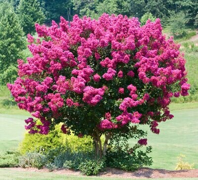 Crape Myrtle &#39;Pink Velour&#39;