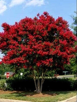 Crape Myrtle &#39;Dynamite Red&#39;