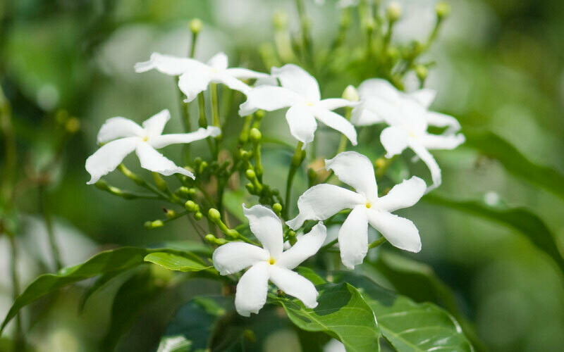 Jasmine