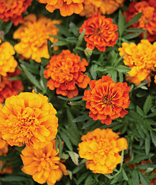 Marigold