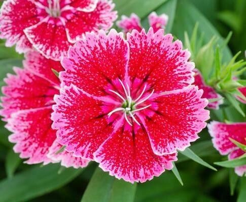Dianthus