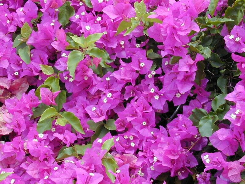 Bougainvillea