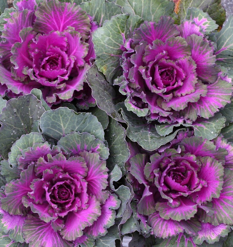 Ornamental Cabbage