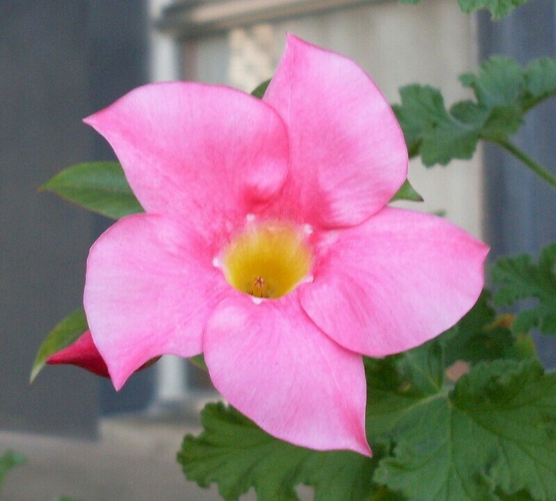 Dipladenia