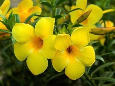 Allamanda