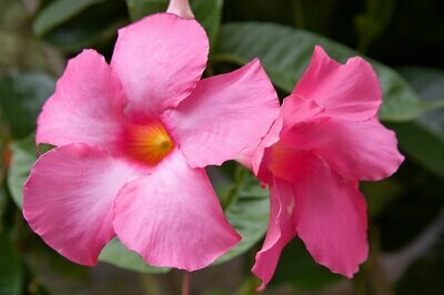 Mandevilla