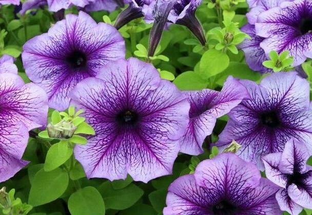 Petunia