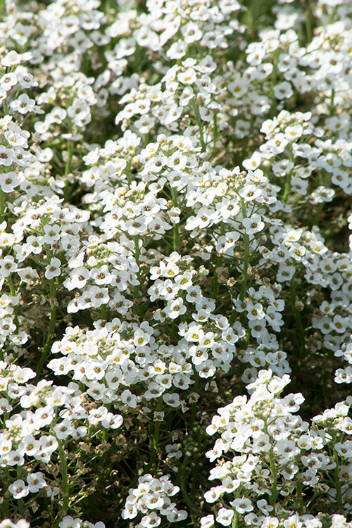 Sweet Alyssum
