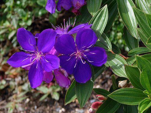 Tibouchina