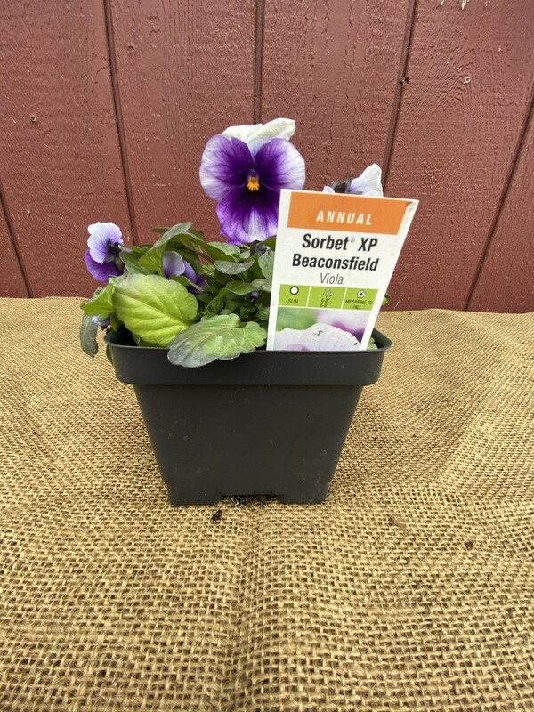 Violas