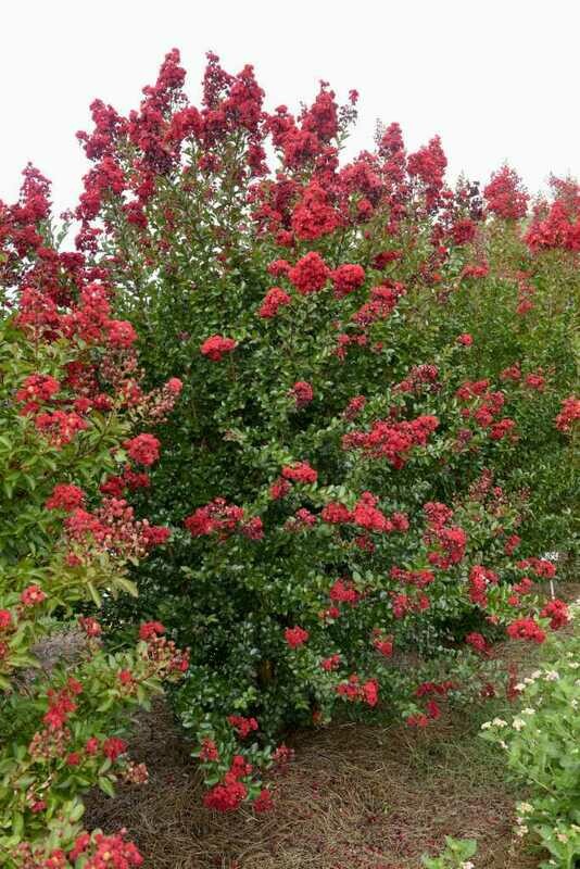 Crape Myrtle &#39;Ruffled Red Magic&#39;